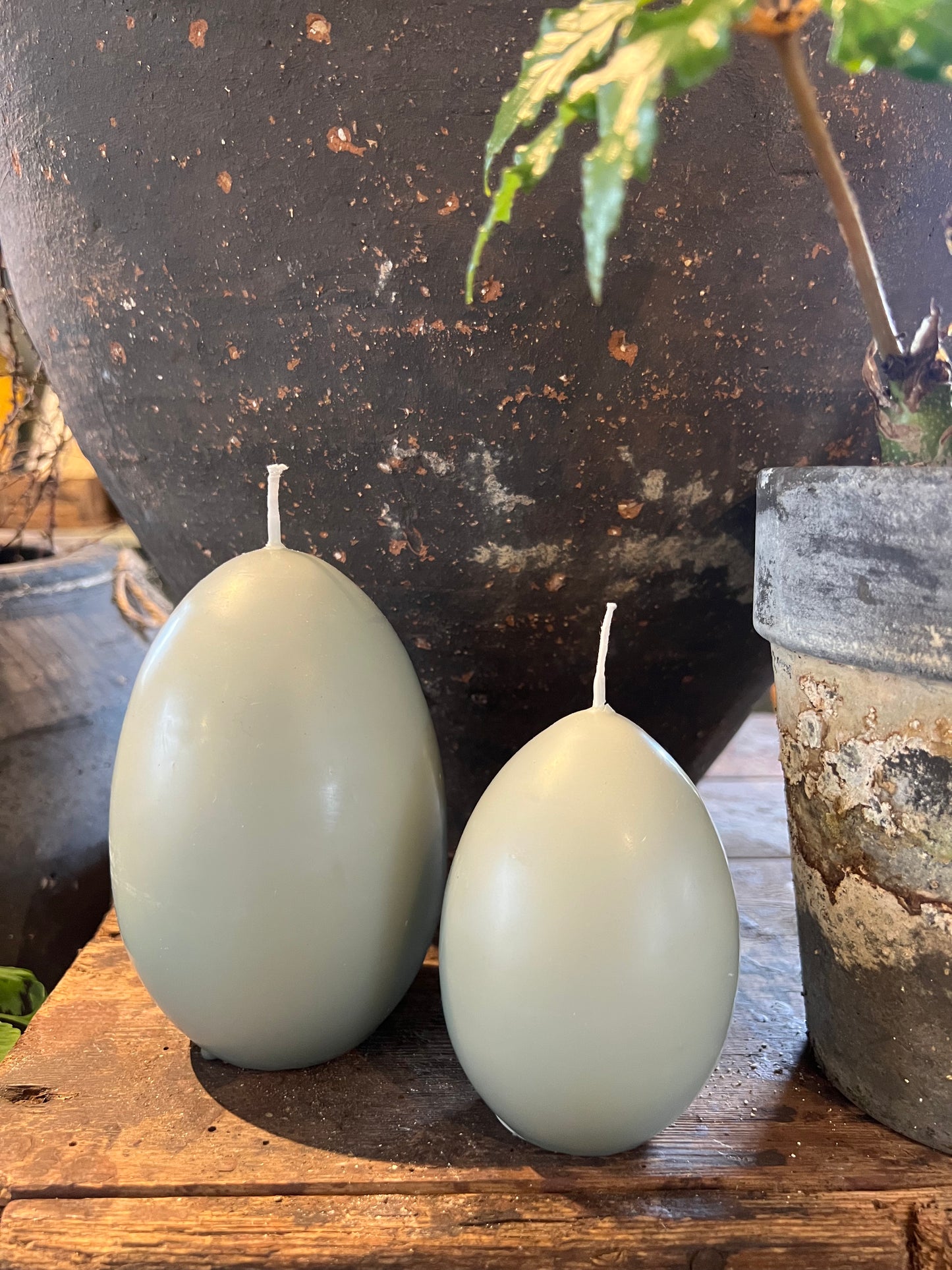 Äggljus - gåsägg eucalyptus
