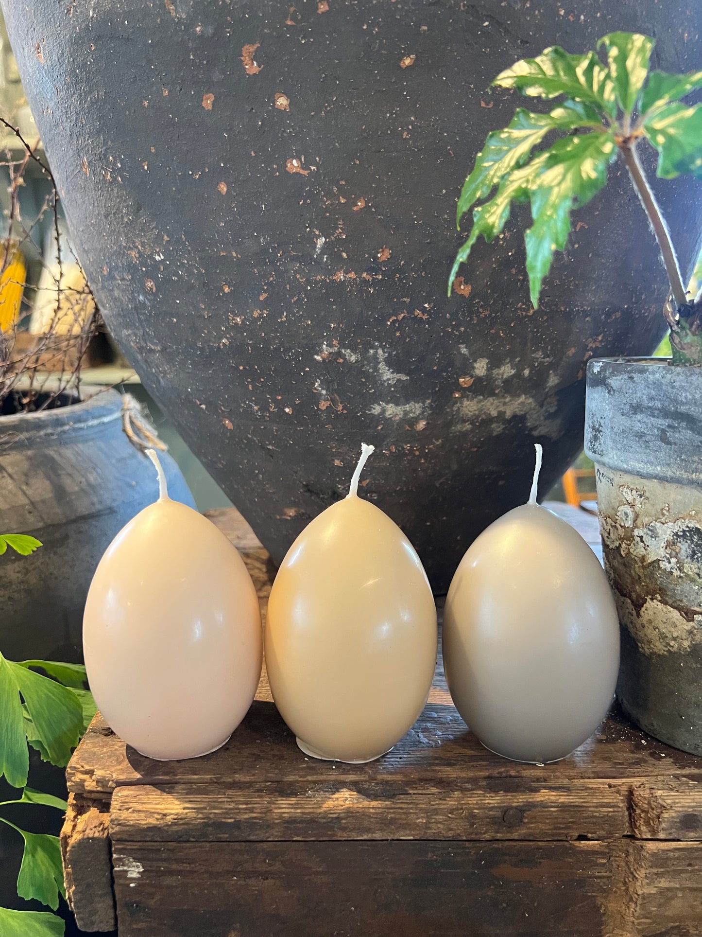 Äggljus - andägg lin